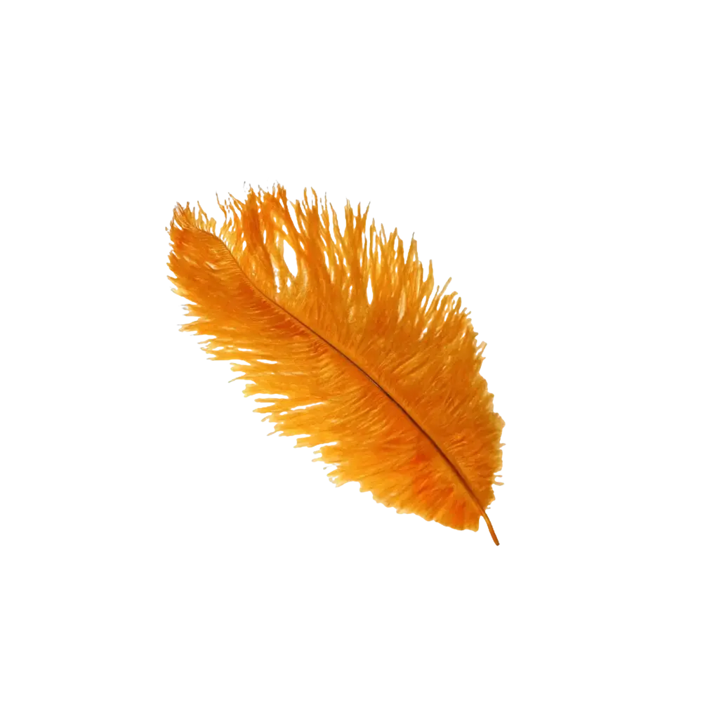 Ostrich Feather